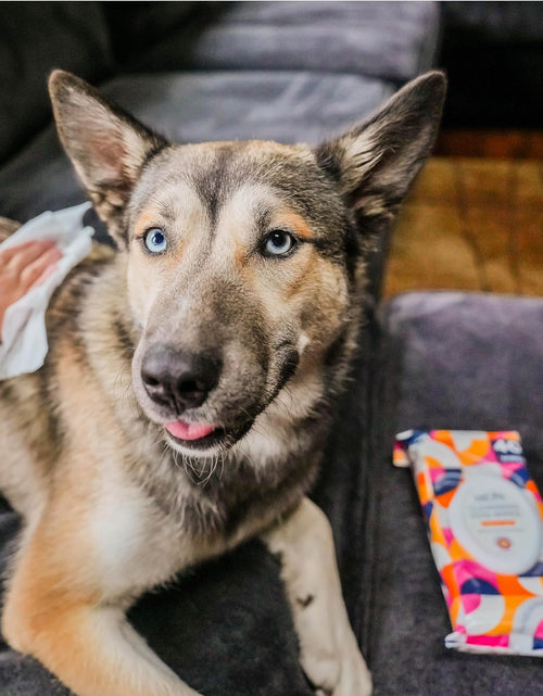 Load image into Gallery viewer, PL360 Dog Grooming Wipes for Cleansing &amp; Deodorizing | Pet Wipes for Dogs, Cats, Puppies &amp; Kittens | Mandarin Scent | Eco Friendly, Natural and Safe Ingredients

